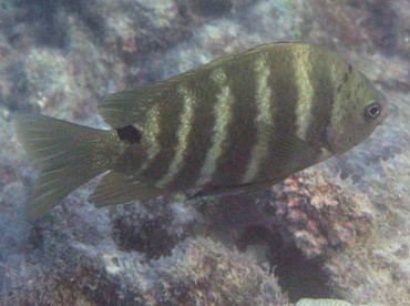 Blackspot Sergeant - Abudefduf sordidus - Big Island, Hawaii