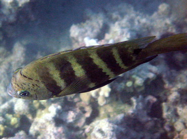 Blackspot Sergeant - Abudefduf sordidus - Big Island, Hawaii