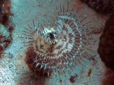 Black-Spotted Feather Duster - Branchiomma nigromaculata - Bonaire