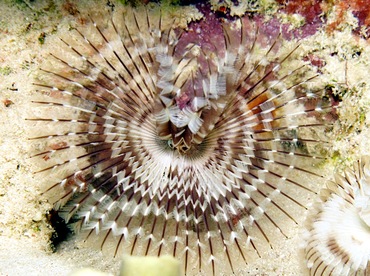 Black-Spotted Feather Duster - Branchiomma nigromaculata - Bonaire