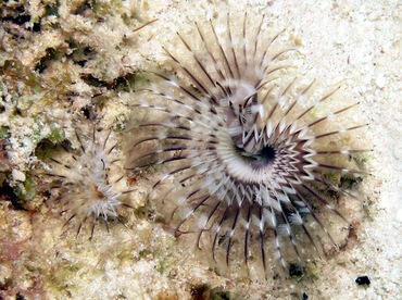Black-Spotted Feather Duster - Branchiomma nigromaculata - Bonaire