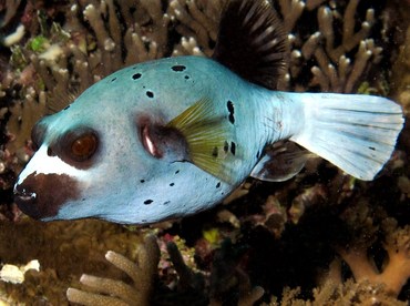 Blackspotted Puffer - Arothron nigropunctatus - Palau