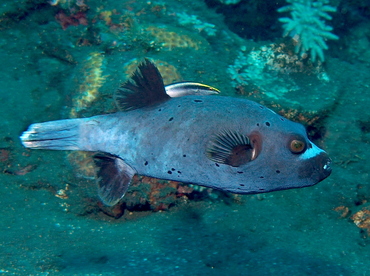 Blackspotted Puffer - Arothron nigropunctatus - Bali, Indonesia