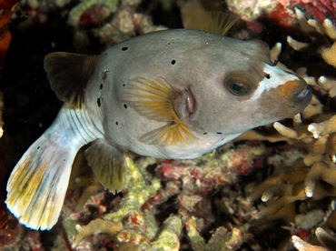 Blackspotted Puffer - Arothron nigropunctatus - Palau