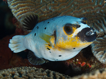 Blackspotted Puffer - Arothron nigropunctatus - Wakatobi, Indonesia