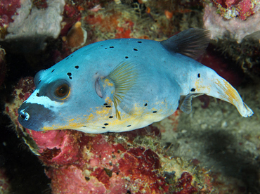 Blackspotted Puffer - Arothron nigropunctatus - Wakatobi, Indonesia