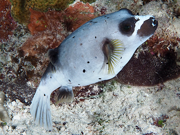 Blackspotted Puffer - Arothron nigropunctatus - Great Barrier Reef, Australia