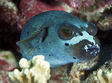 Blackspotted Puffer - Arothron nigropunctatus - Great Barrier Reef, Australia