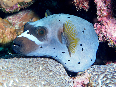 Blackspotted Puffer - Arothron nigropunctatus - Great Barrier Reef, Australia