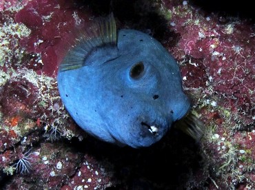 Blackspotted Puffer - Arothron nigropunctatus - Yap, Micronesia