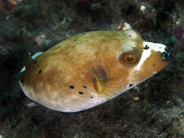Blackspotted Puffer - Arothron nigropunctatus - Bali, Indonesia