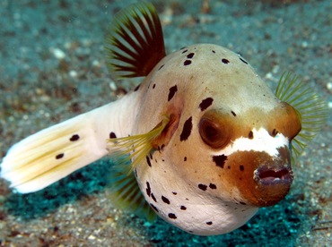 Blackspotted Puffer - Arothron nigropunctatus - Dumaguete, Philippines