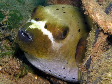 Blackspotted Puffer - Arothron nigropunctatus - Dumaguete, Philippines