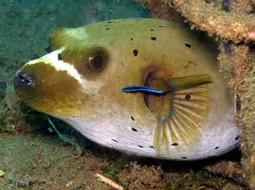 Blackspotted Puffer - Arothron nigropunctatus - Dumaguete, Philippines