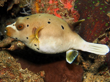 Blackspotted Puffer - Arothron nigropunctatus - Lembeh Strait, Indonesia