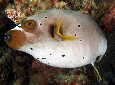 Blackspotted Puffer - Arothron nigropunctatus - Fiji