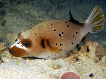 Blackspotted Puffer - Arothron nigropunctatus - Fiji