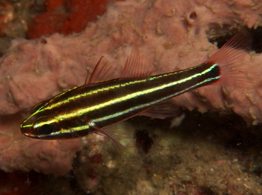 Blackstripe Cardinalfish - Ostorhinchus nigrofasciatus - Lembeh Strait, Indonesia