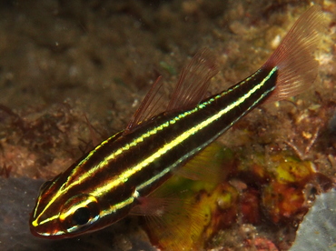 Blackstripe Cardinalfish - Ostorhinchus nigrofasciatus - Lembeh Strait, Indonesia