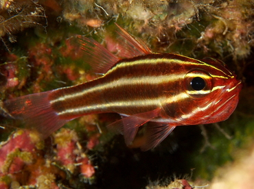 Blackstripe Cardinalfish - Ostorhinchus nigrofasciatus - Fiji
