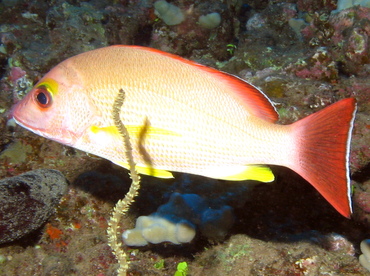 Blacktail Snapper - Lutjanus fulvus - Lanai, Hawaii