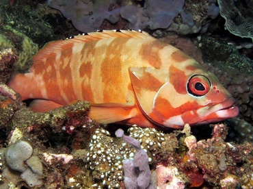Blacktip Grouper - Epinephelus fasciatus - Dumaguete, Philippines