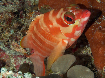 Blacktip Grouper - Epinephelus fasciatus - Wakatobi, Indonesia