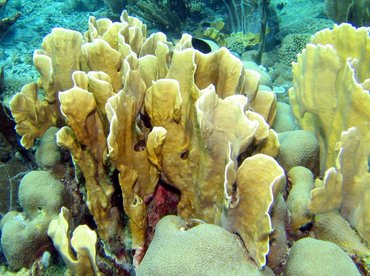 Blade Fire Coral - Millepora Complanata - Bonaire