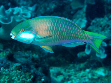 Bleeker's Parrotfish - Chlorurus bleekeri - Fiji
