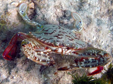 Blotched Swimming Crab - Achelous spinimanus - Isla Mujeres, Mexico