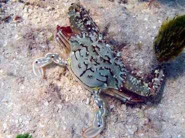 Blotched Swimming Crab - Achelous spinimanus - Isla Mujeres, Mexico