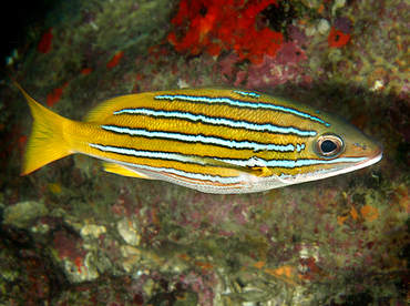 Blue and Gold Snapper - Lutjanus viridis - Cabo San Lucas, Mexico