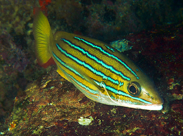 Blue and Gold Snapper - Lutjanus viridis - Cabo San Lucas, Mexico