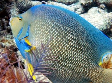 Blue Angelfish - Holacanthus bermudensis - Key Largo, Florida