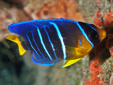 Blue Angelfish - Holacanthus bermudensis - Blue Heron Bridge, Florida