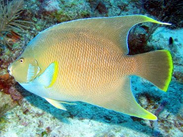 Blue Angelfish - Holacanthus bermudensis - Key Largo, Florida