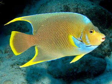 Blue Angelfish - Holacanthus bermudensis - Isla Mujeres, Mexico