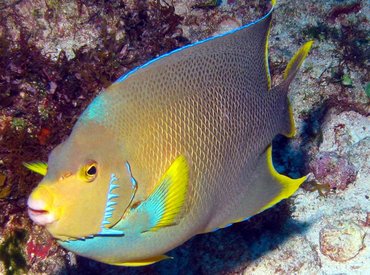 Blue Angelfish - Holacanthus bermudensis - Isla Mujeres, Mexico