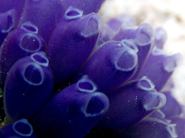 Blue Bell Tunicate - Clavelina puerto-secensis - St Thomas, USVI