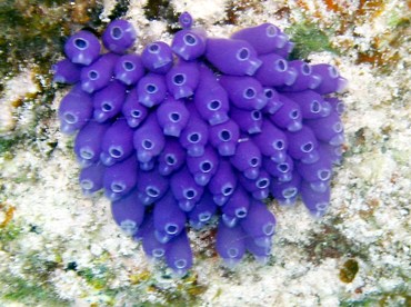 Blue Bell Tunicate - Clavelina puerto-secensis - St Thomas, USVI