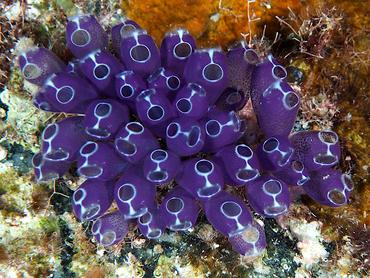 Blue Bell Tunicate - Clavelina puertosecensis - British Virgin Islands
