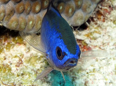 Blue Chromis - Azurina cyanea - Grand Cayman