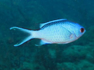 Blue Chromis - Azurina cyanea - Belize