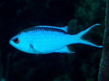 Blue Chromis - Azurina cyanea - The Exumas, Bahamas