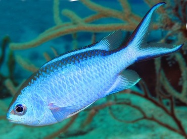 Blue Chromis - Azurina cyanea - Cozumel, Mexico