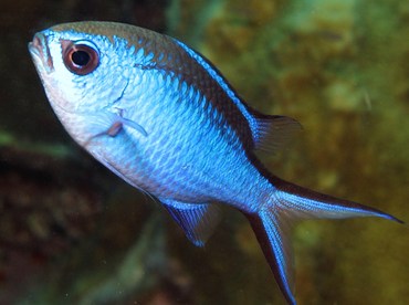 Blue Chromis - Chromis cyanea - Bonaire