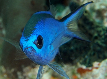 Blue Chromis - Azurina cyanea - The Exumas, Bahamas