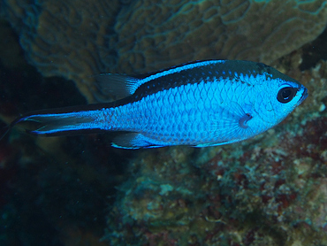 Blue Chromis - Azurina cyanea - Cozumel, Mexico
