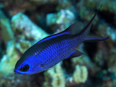 Blue Chromis - Azurina cyanea - Bonaire