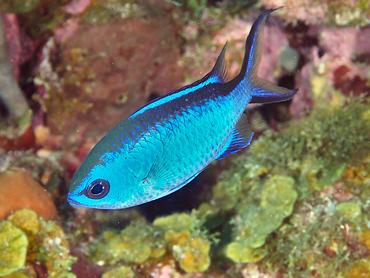 Blue Chromis - Azurina cyanea - British Virgin Islands